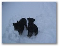hunde_winter_2006_003.jpg: Brrrrr..... saukalt, aber schn