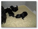 img_0029.jpg: ... plumps ...